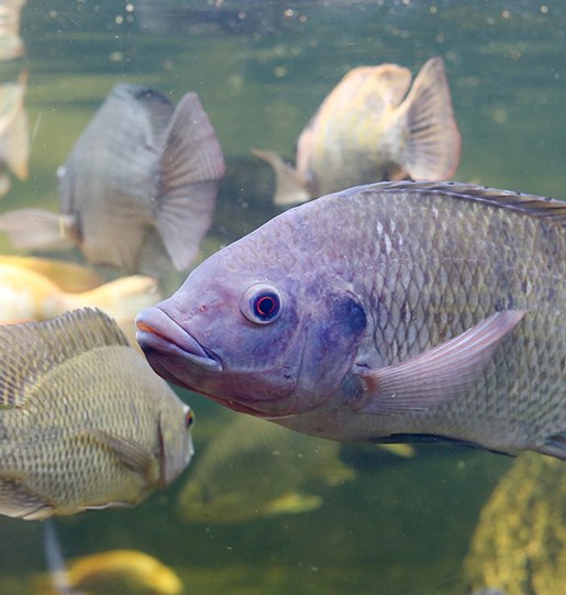 Tilapia