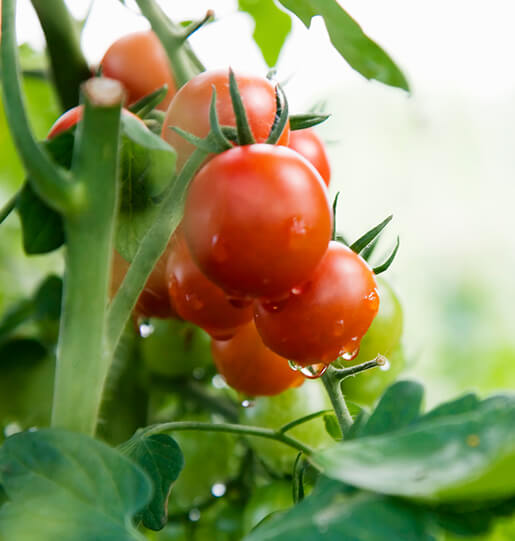 Tomate